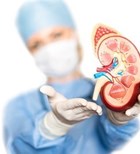 כליה - kidney