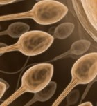 הפריה חוץ גופית (אילוסטרציה) הפריה חוץ גופית (אילוסטרציה)