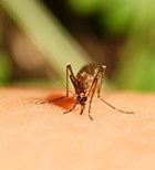 נגיף הזיקה מועבר בדרך כלל על ידי עקיצת יתוש  (אילוסטרציה shutterstock) נגיף הזיקה מועבר בדרך כלל על ידי עקיצת יתוש  (אילוסטרציה shutterstock)