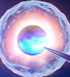 תרומת ביצית: מה חשוב לדעת? תרומת ביצית: מה חשוב לדעת?