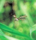 יתושים מתישים: התמודדות עם עקיצות