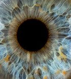 אירידיולוגיה: העיניים אומרות הכל-תמונה