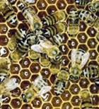 מדובשה וגם מעוקצה-תמונה מדובשה וגם מעוקצה-תמונה