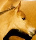 ליקוי למידה: רוץ בין סוסים-תמונה ליקוי למידה: רוץ בין סוסים-תמונה