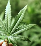 קנביס וסכיזופרניה  קרובים רחוקים-תמונה קנביס וסכיזופרניה  קרובים רחוקים-תמונה