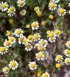 לחץ? צמחי מרפא לאיזון הסטרס-תמונה לחץ? צמחי מרפא לאיזון הסטרס-תמונה