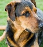 כלבים מריחים סרטן מרחוק-תמונה