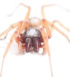 נשיכת עכביש גרמה לזיהום חמור-תמונה