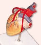 איך להפחית מחלות לב וכלי דם?