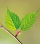 מצות ודגים? דיינו מצות ודגים? דיינו