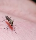 עקיצות יתושים: מניעה וטיפול-תמונה