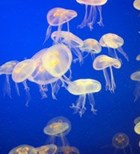 החופש הבריא: עקיצת מדוזה-תמונה החופש הבריא: עקיצת מדוזה-תמונה