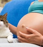 הריון וחתול: זהירות מטוקסופלזמה-תמונה