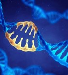 הישג: תיקון פגם גנטי בעובר אנושי-תמונה