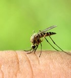 עקיצת יתוש: הקלה בשישים שניות-תמונה