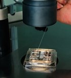 צילום: שאטרסטוק צילום: שאטרסטוק