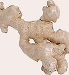 צמח הג'ינג'ר ובחילות הבוקר-תמונה צמח הג'ינג'ר ובחילות הבוקר-תמונה