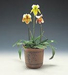 מתמודדים עם אלרגיית האביב-תמונה מתמודדים עם אלרגיית האביב-תמונה