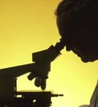 שפעת החזירים: מקרה שלישי בישראל שפעת החזירים: מקרה שלישי בישראל