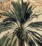 תמר מגן מפני טרשת העורקים תמר מגן מפני טרשת העורקים