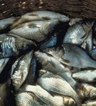 זיהום מניקוי דגים