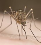 בקרוב: תרופה למלריה-תמונה