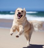מכת חום בכלבים - תמונת אווירה