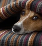 קור כלבים: לעבור בשלום את החורף