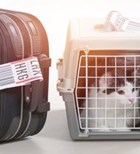 צילום: שאטרסטוק צילום: שאטרסטוק