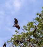 עטלף מעופף קורונה