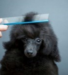 נשירת פרווה וטיפול בבעלי חיים נשירת פרווה וטיפול בבעלי חיים