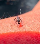 קדחת צהובה: זינוק בתחלואה בדרום אמריקה מוביל לאזהרות מסע חדשות למטיילים-תמונה קדחת צהובה: זינוק בתחלואה בדרום אמריקה מוביל לאזהרות מסע חדשות למטיילים-תמונה